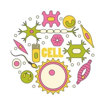 Different human cell types Illustrazione stock
