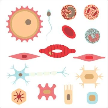 Different human cell types Illustrazione stock