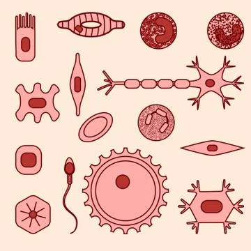 Different human cell types Illustrazione stock