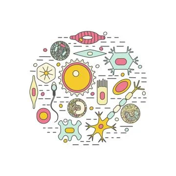 Different human cell types Illustrazione stock