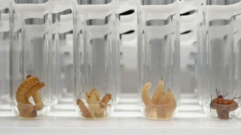 Different insects and their larvae in the test tube Stock Footage 99666417