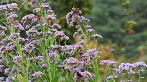 Different insects &amp; aster flowers Stock Footage 83104825