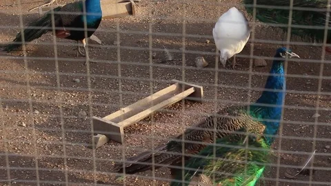 Different kind of Birds: Peacocks and etc. Stock Footage 75038604