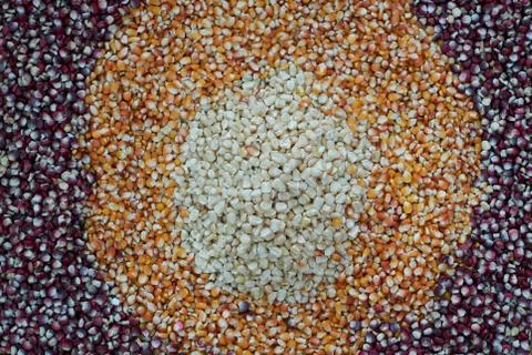 Different kind of corn seeds Stock Photos