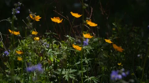 Different kind of  flowers on the meadow Stock Footage 280603943