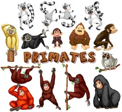 Different kind of primates Stock Illustration