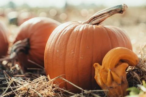 Different kind of pumpkins Stock-Fotos