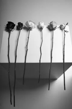 Different kind of roses lay flat aesthetically 库存照片