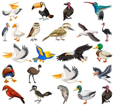 Different kinds of birds collection Stock Illustration