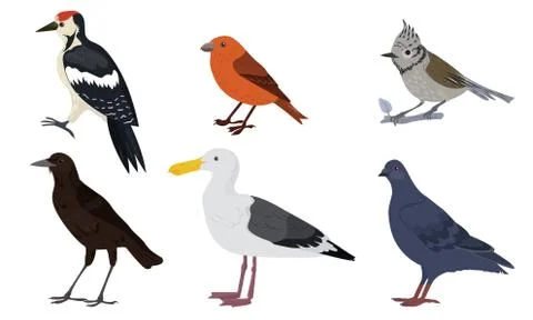 Different kinds of city birds vector illustration 스톡 일러스트