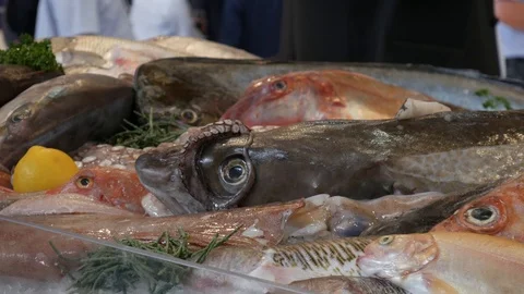 DIfferent kinds of fish and octopus Stock-Footage 114732047