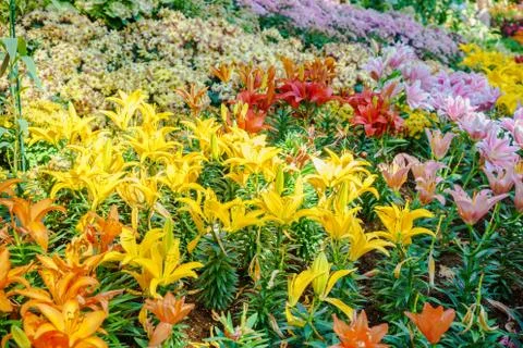 Different kinds of flowers Stock Photos