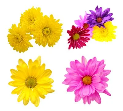 Different kinds of flowers Stock Photos