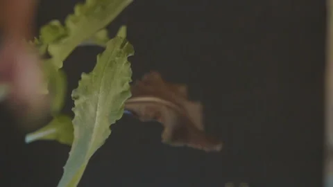 Different kinds of greens for salads fly on a black background. Slow-motion shot Stock Footage 94582679