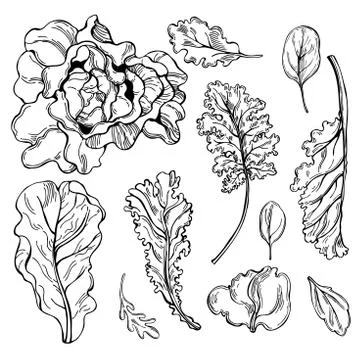 Different kinds of lettuce.  Stock Illustration