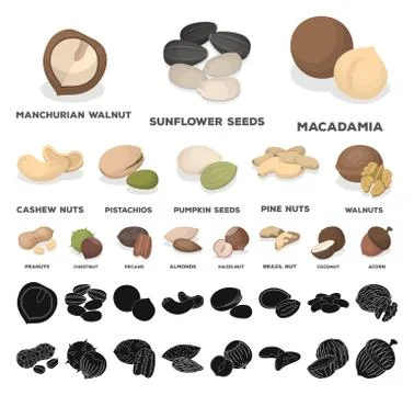 Different kinds of nuts cartoon, black icons in set collection for design.Nut Stock Illustration