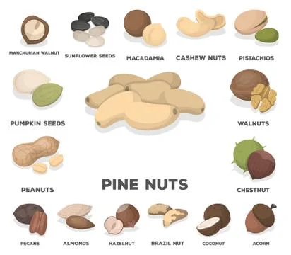 Different kinds of nuts cartoon icons in set collection for design.Nut Food Stock Illustration