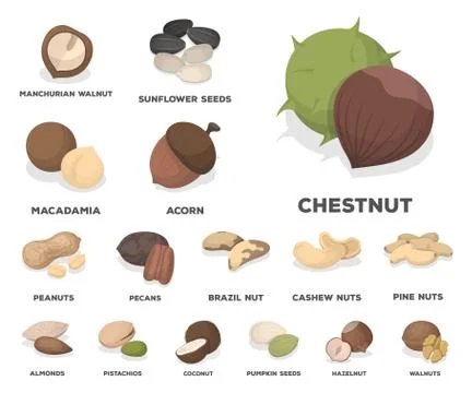 Different kinds of nuts cartoon icons in set collection for design.Nut Food Stock Illustration