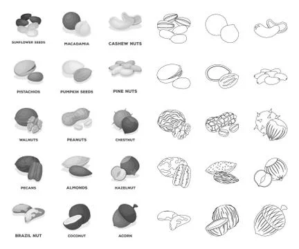Different kinds of nuts mono,outline icons in set collection for design.Nut Food Stock Illustration
