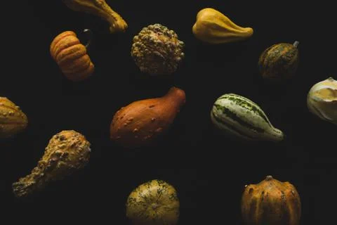 Different kinds of pumpkins  on black backgounds Stock Photos
