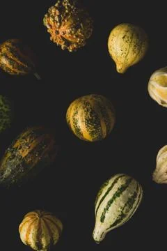 Different kinds of pumpkins  on black backgounds Stock Photos