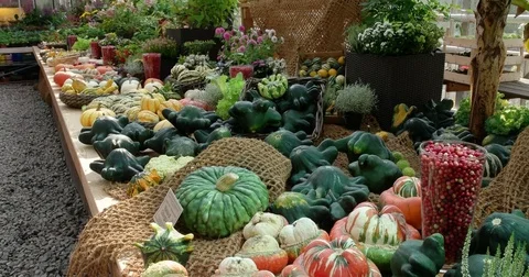 Different kinds of pumpkins, Botanical Garden of MSU "Apothecary Garden" Stock Footage 81546924