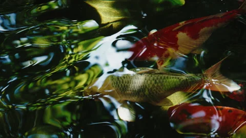 Different koi fish or carp fish swimming in clear pond in a dense shady garden Stock Footage 246482446