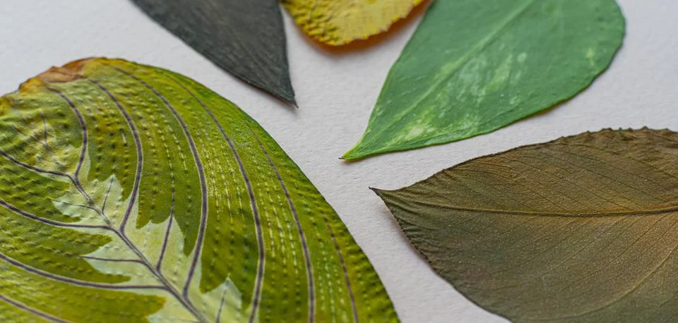 The different leafs flat lay macro texture, nature autumn concept Stock Photos