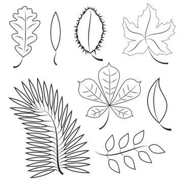 Different leaves. contour plot Ilustración de archivo