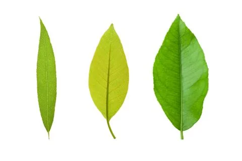 Different leaves on white Stock Photos