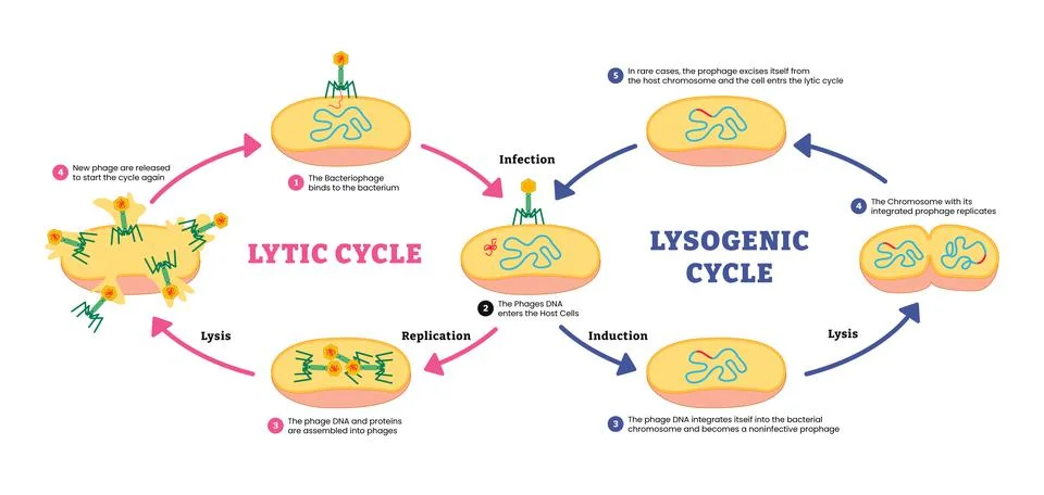 Different of Lytic cycle and Lysogenic cycle, Cell reproduction, labeled ba.. Stock Illustration