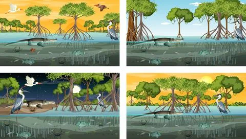 Different mangrove forest landscape scenes with various animals Stock Illustration