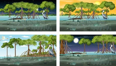 Different mangrove forest landscape scenes with animals Stock Illustration