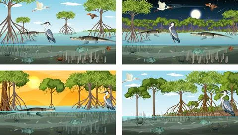Different mangrove forest landscape scenes with animals Stock Illustration