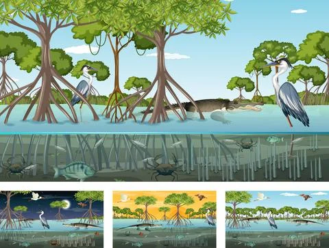 Different mangrove forest landscape scenes with animals and plants Stock Illustration