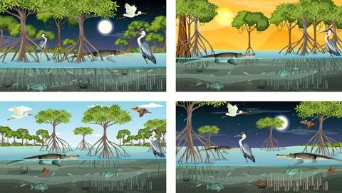 Different mangrove forest landscape scenes with various animals Stock Illustration