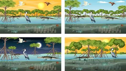 Different mangrove forest landscape scenes with various animals Stock Illustration