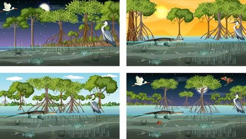 Different mangrove forest landscape scenes with various animals Stock Illustration