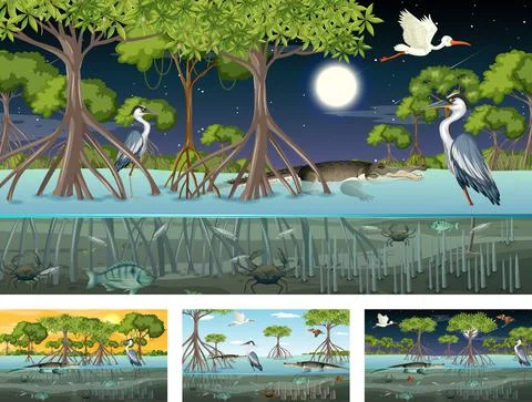 Different mangrove forest landscape scenes with various animals Stock Illustration