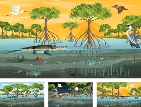 Different mangrove forest landscape scenes with animals Stock Illustration