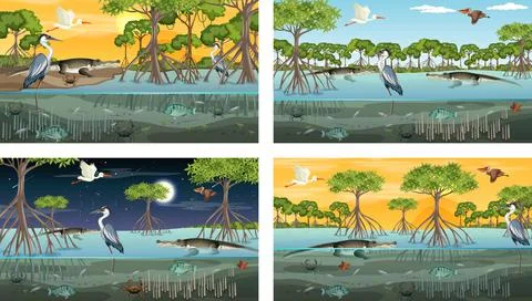 Different mangrove forest landscape scenes with animals Stock Illustration