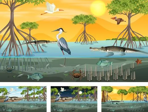 Different mangrove forest landscape scenes with animals and plants Stock Illustration