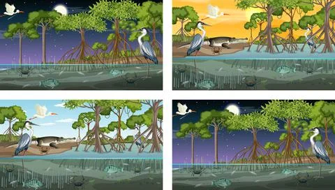 Different mangrove forest landscape scenes with animals Stock Illustration