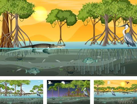 Different mangrove forest landscape scenes with animals and plants Stock Illustration