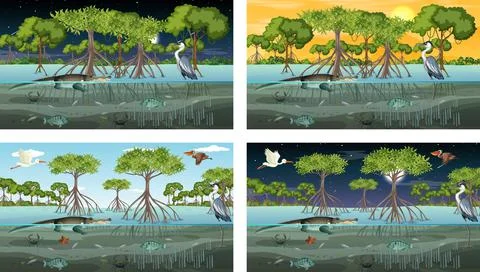 Different mangrove forest landscape scenes with animals and plants Stock Illustration