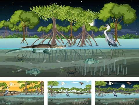 Different mangrove forest landscape scenes with various animals Stock Illustration