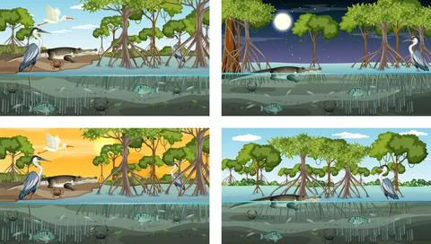 Different mangrove forest landscape scenes with various animals Stock Illustration