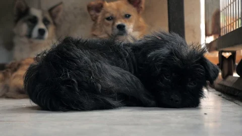 Different mixed breed dogs behind the fences. Dogs in a shelter or an animal 스톡 동영상 112084941
