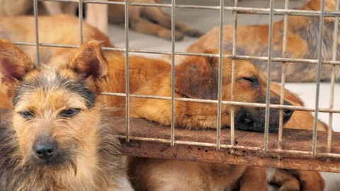 Different mixed breed dogs behind the fences. Dogs in a shelter or an animal Vídeo Stock 112084966