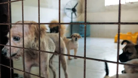 Different mixed breed dogs behind the fences. Dogs in a shelter or an animal Vidéo 116588331